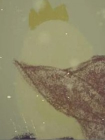 沙棠