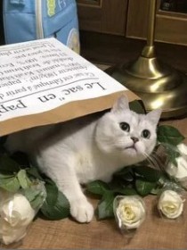 小諾