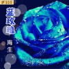 海生 藍玫瑰 試聽
