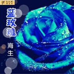 藍玫瑰(單曲)