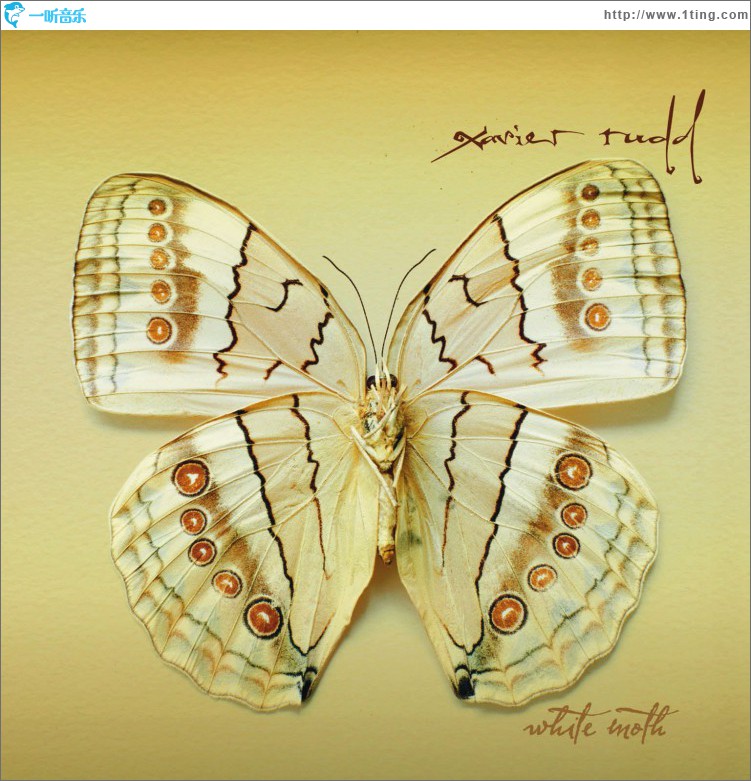 White Moth