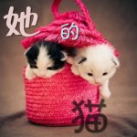 她的貓(單曲)詳情