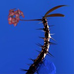 Skin Companion EP II詳情