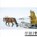 旱獺詳情