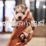 做你的小奶狗 (單曲)試聽