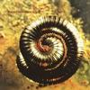 Nine Inch Nails Closer to God 試聽