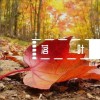 趙江湖 落葉 試聽