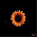 花 （EP）詳情