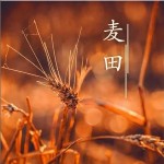 麥田 （單曲）詳情