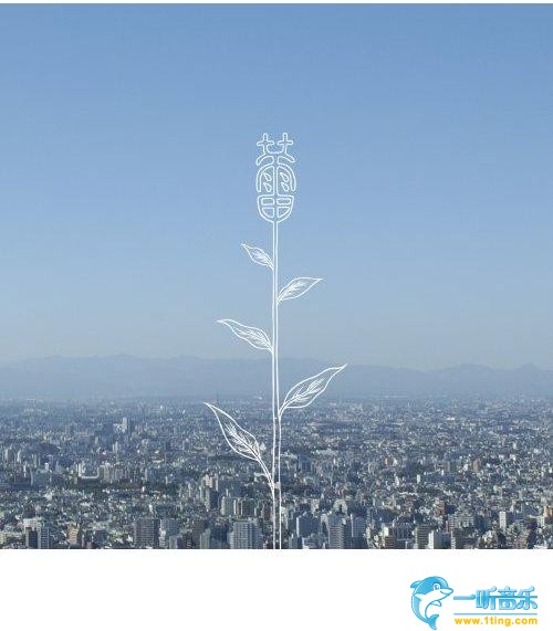 蕾