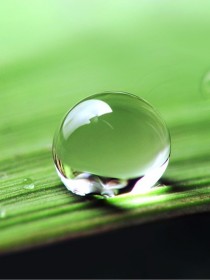 露水十一