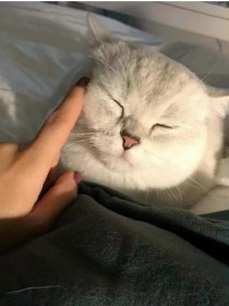 张X