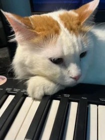 撬锁老羊LeO