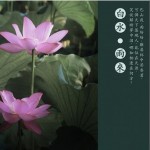 雨来详情