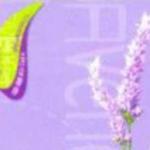 情迷薰衣草 Disc 1