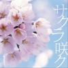 SKELT 8 BAMBINO サクラ咲ク 试听