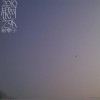 树子 画 试听