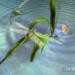 蜻蜓点水(单曲)详情