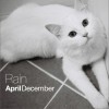 April December - Rain (Single)