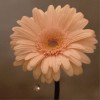 日本群星 花は咲く 试听