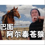 阿尔泰苍狼(单曲)详情