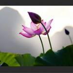往生咒(单曲)
