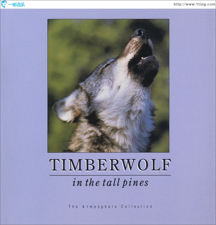 Timberwolf In Tall Pines