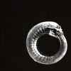 Turbonegro Remain Untamed 试听