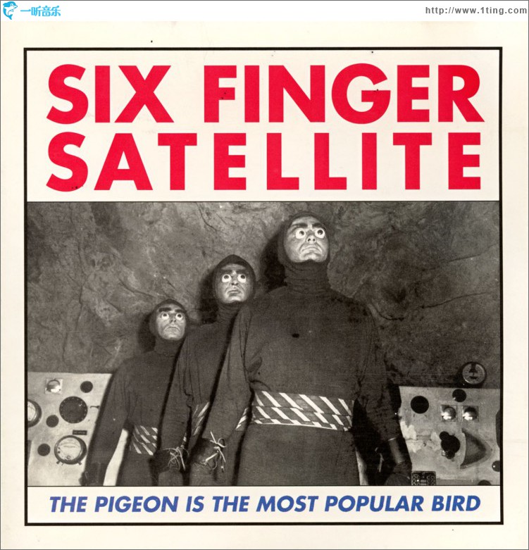The Pigeon Is The Most Popular Bird