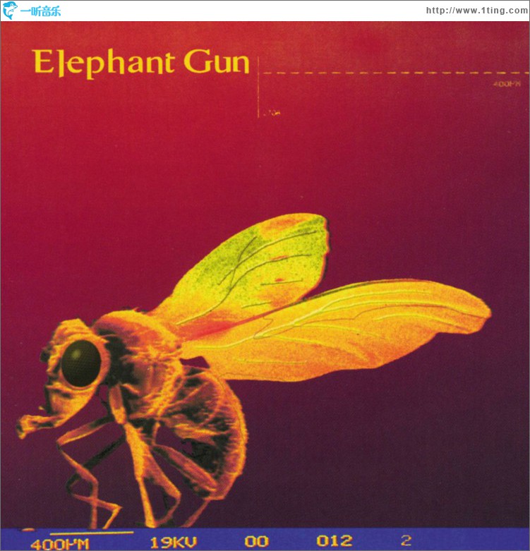 Elephant Gun