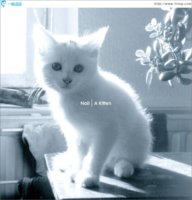 A Kitten