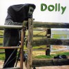 Dolly No-One But You 试听