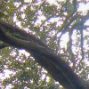 Growing Live KFJC 2005 (entire set) 试听