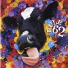 Rule 62 Zero (Album Version) 试听