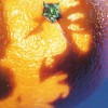 A Picture Of Nectar