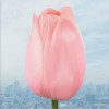 flumpool 大切なものは君以外に見当たらなくて 试听
