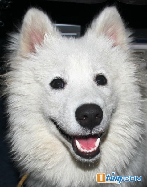 犬心犬意