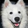 网络秀 犬心犬意 - 刘刚 试听