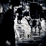 野狗(单曲)详情