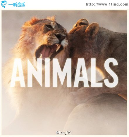 Animals(Single)