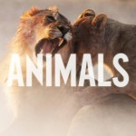 Animals(Single)