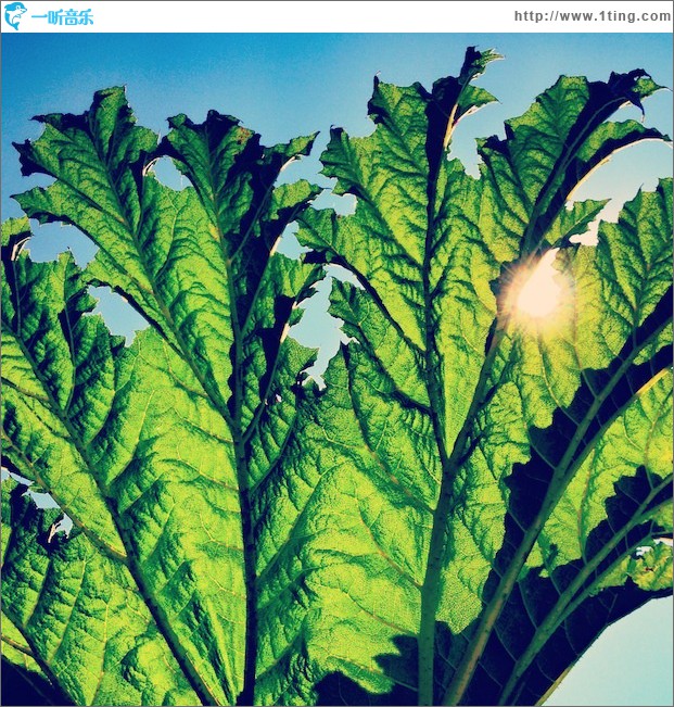 Gunnera