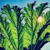 Pfarmers Promised Land 试听
