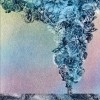 Carnation