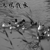寒鸦戏水