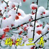 梅花三弄