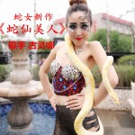 蛇仙美人 (单曲)详情