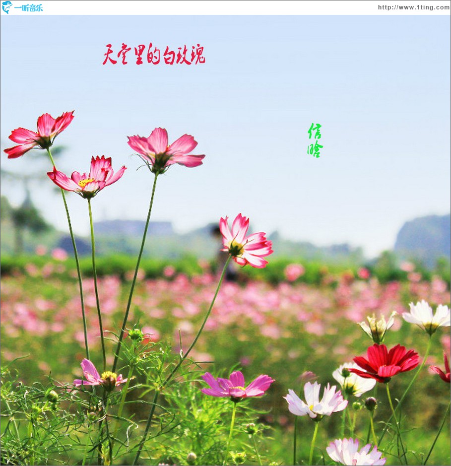 天堂里的白玫瑰 (单曲)