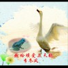 癞蛤蟆爱上天鹅 (单曲)