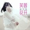 芙蓉花开 (单曲)